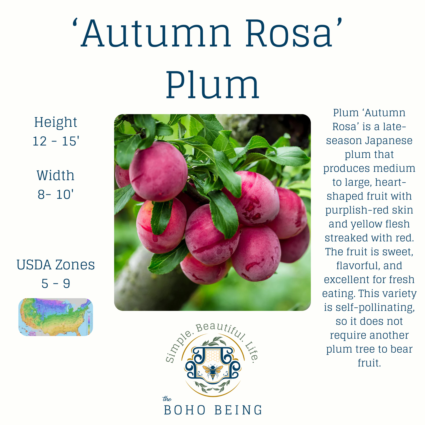 Fruit Trees - 3 Gallon Containers