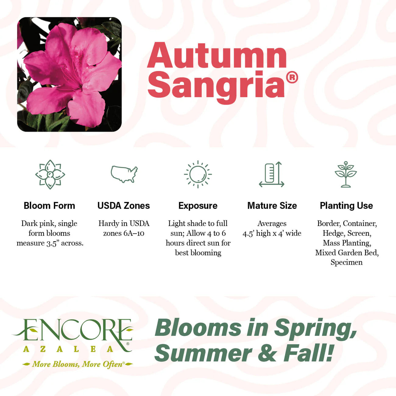 Azalea, Encore® Autumn Sangria® PP#15077