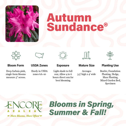 Azalea, Encore® Autumn Sundance® PP# 16184