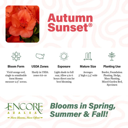 Azalea, Encore® Autumn Sunset® PP# 16248