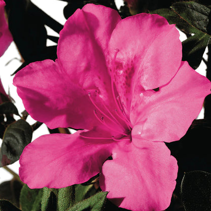 Close-up of a bright pink azalea flower with green leaves in the background