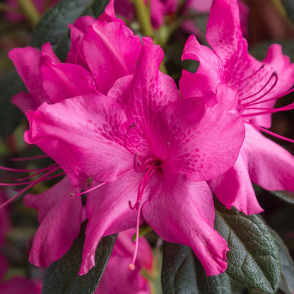 Azalea, Encore® Autumn Sundance® PP# 16184