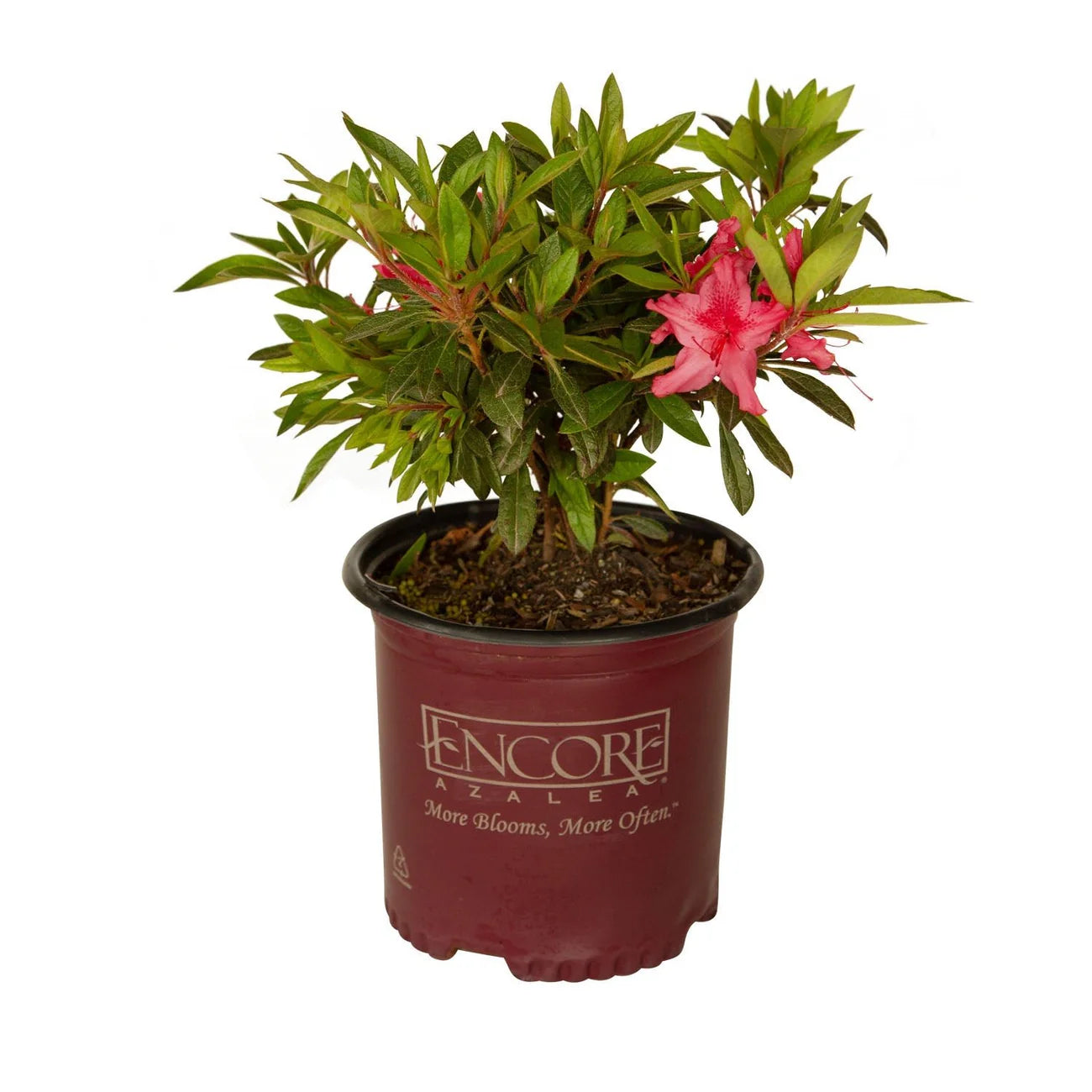 Azalea, Encore® Autumn Sundance® PP# 16184