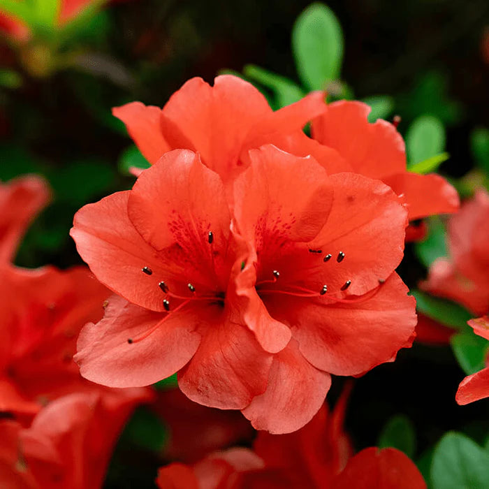Azalea, Encore® Autumn Sunset® PP# 16248