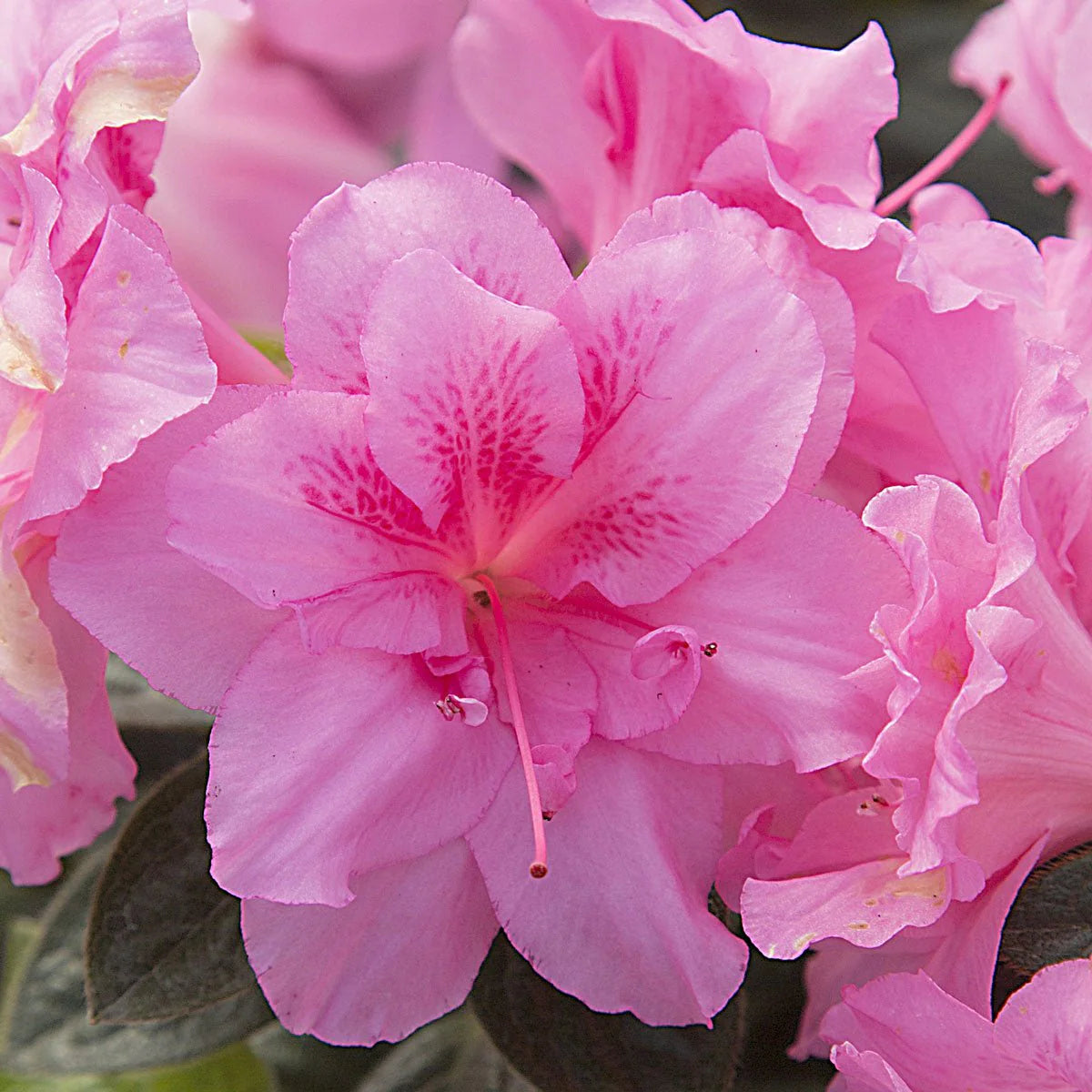 Azalea, Encore® Autumn Carnation® PP# 15339