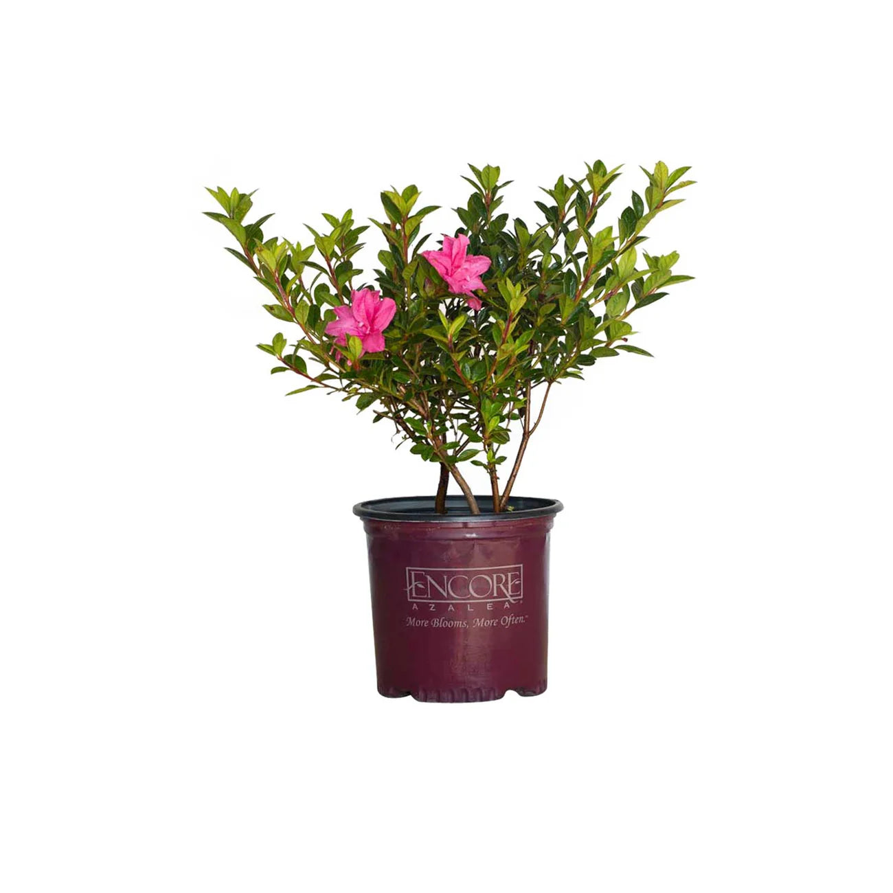 Azalea, Encore® Autumn Carnation® PP# 15339