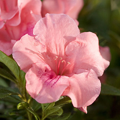 Azalea, Encore® Autumn Coral® PP# 10568