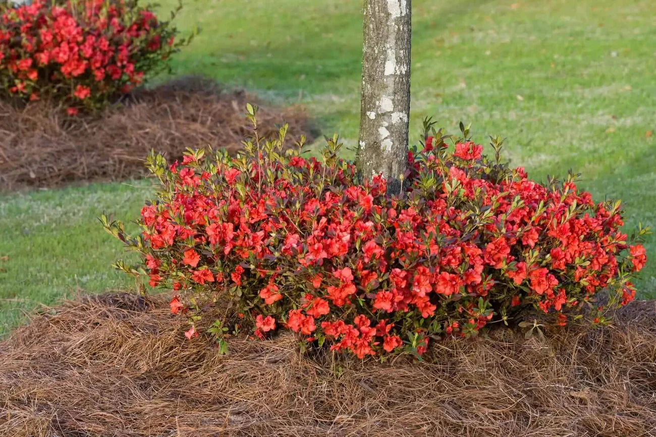 Azalea, Encore® Autumn Embers® PP# 10581