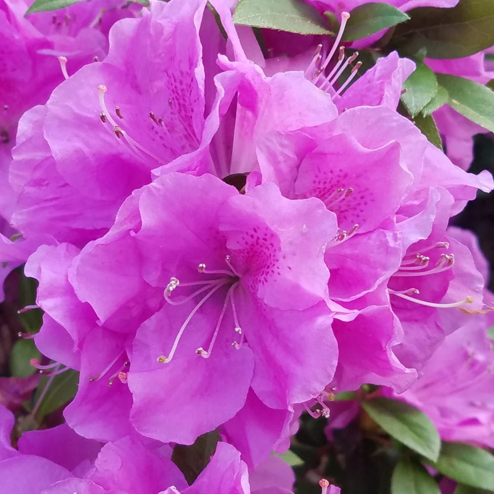 Azalea, Encore® Autumn Lilac® PP# 22762