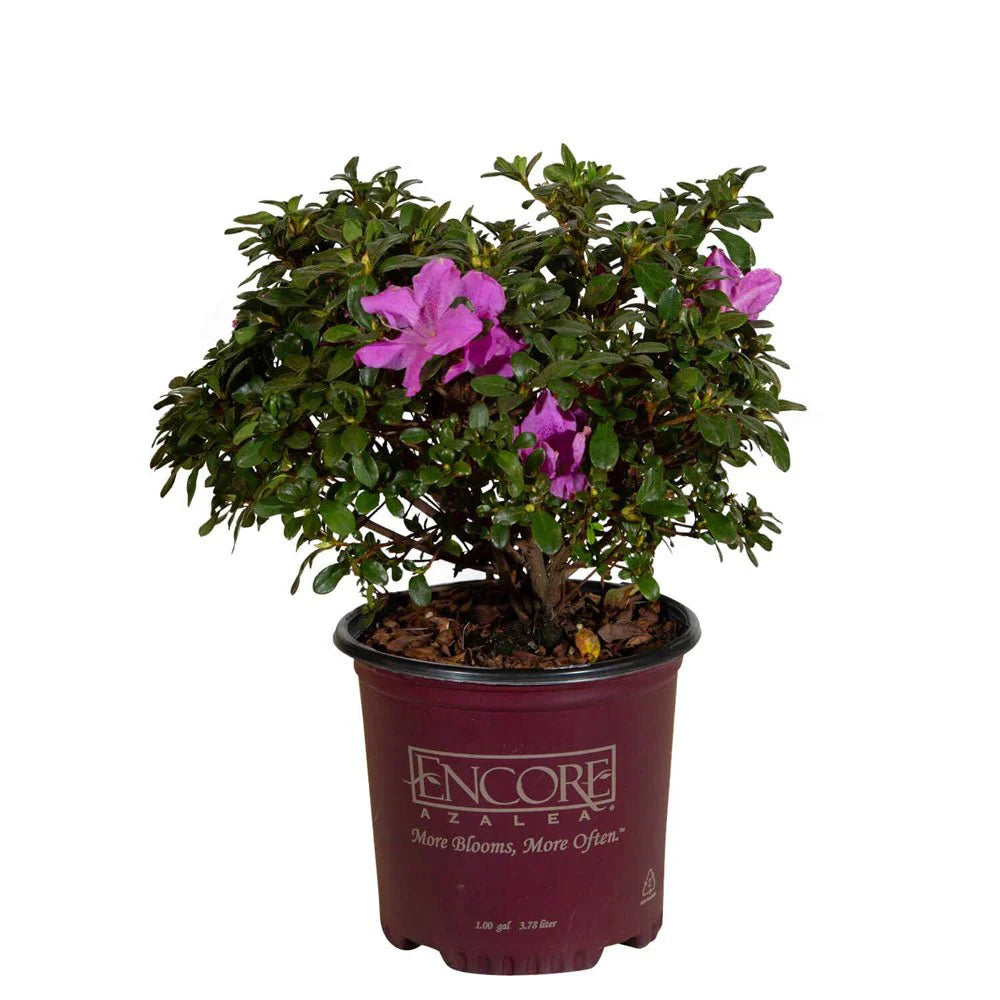 Azalea, Encore® Autumn Lilac® PP# 22762