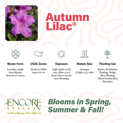 Azalea, Encore® Autumn Lilac® PP# 22762
