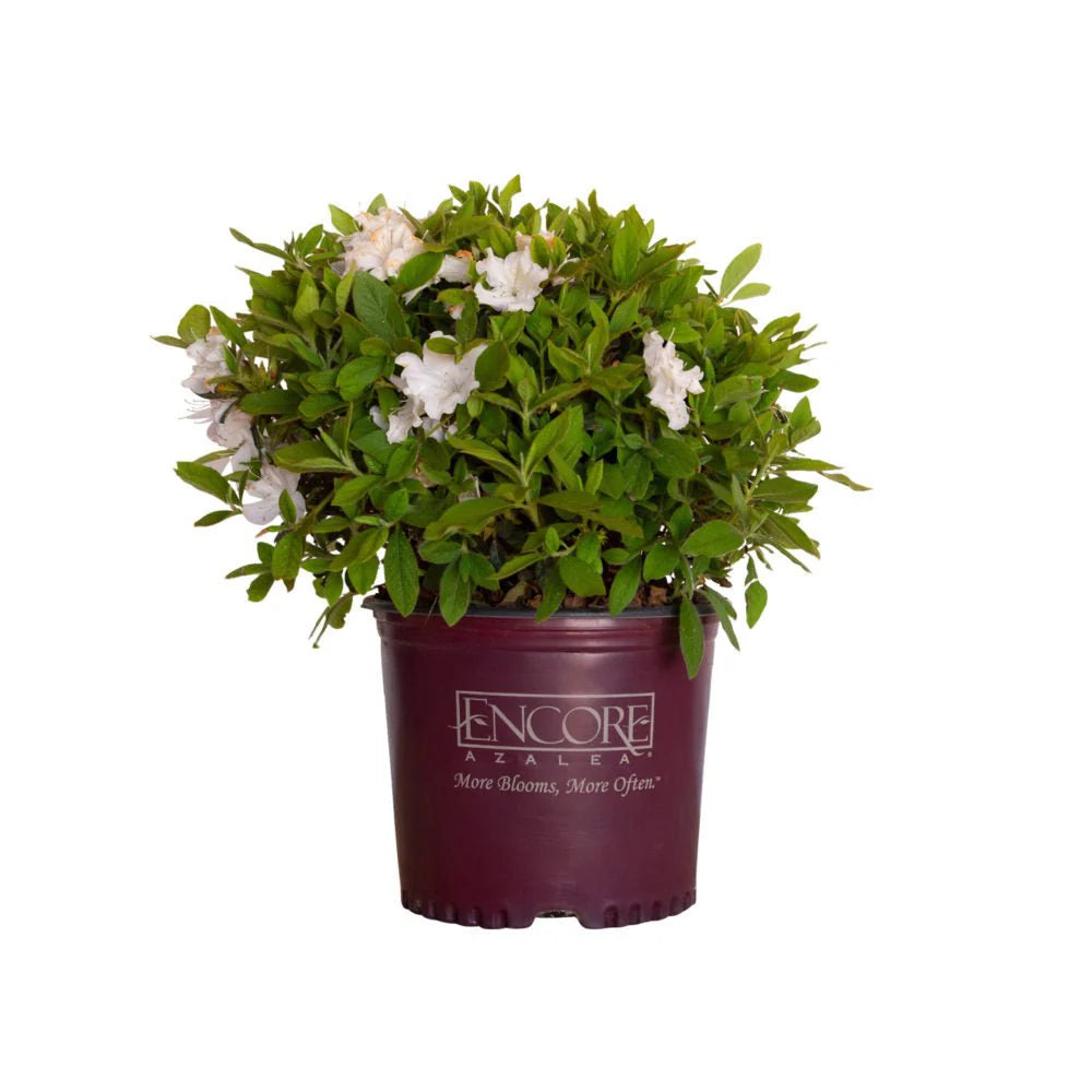 Azalea Encore Lily PP 25073 in retail nursery pot ready for resale