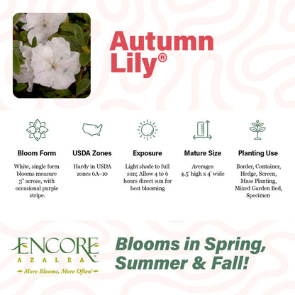 Azalea Encore Lily PP 25073 encore bench card
