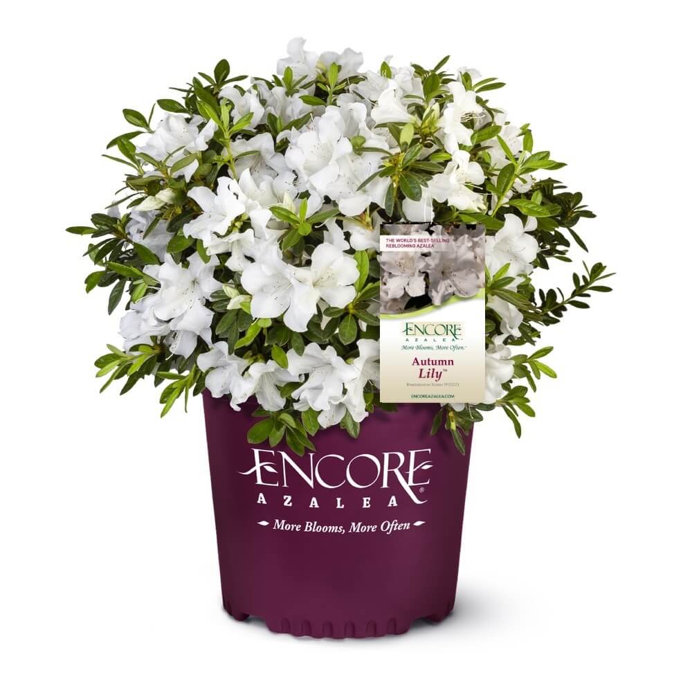 Azalea Encore Lily PP 25073 in 3 gallon pot ready for resale with white flowers