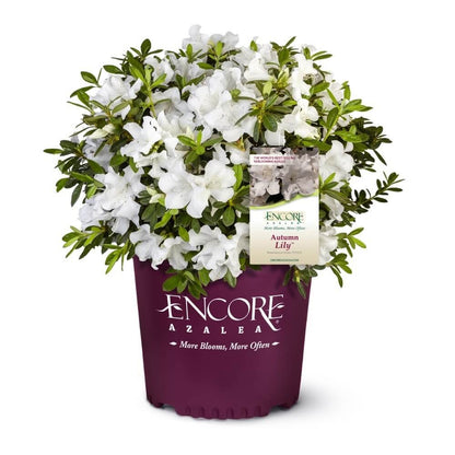 Azalea Encore Lily PP 25073 in 3 gallon pot ready for resale with white flowers