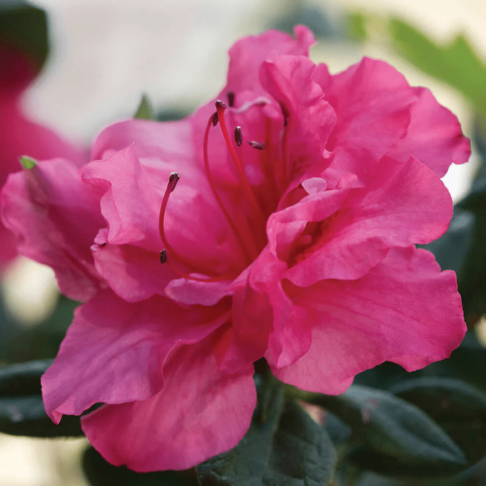 Azalea Encore Rouge PP 104385 side view open bloomed flower