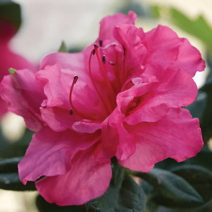Azalea Encore Rouge PP 104385 side view open bloomed flower