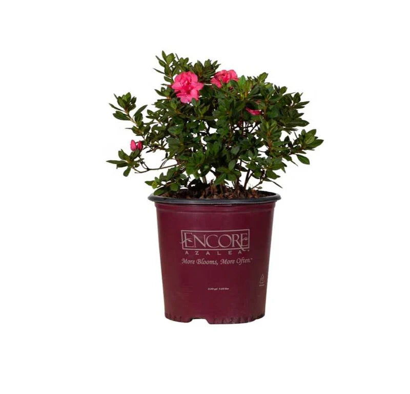 Azalea Encore Rouge PP 104385 in nursery pot ready for resale