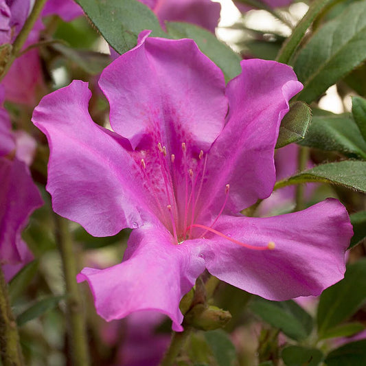 Azalea_Encore_Royalty_PP_10580 pink bloom close-up 