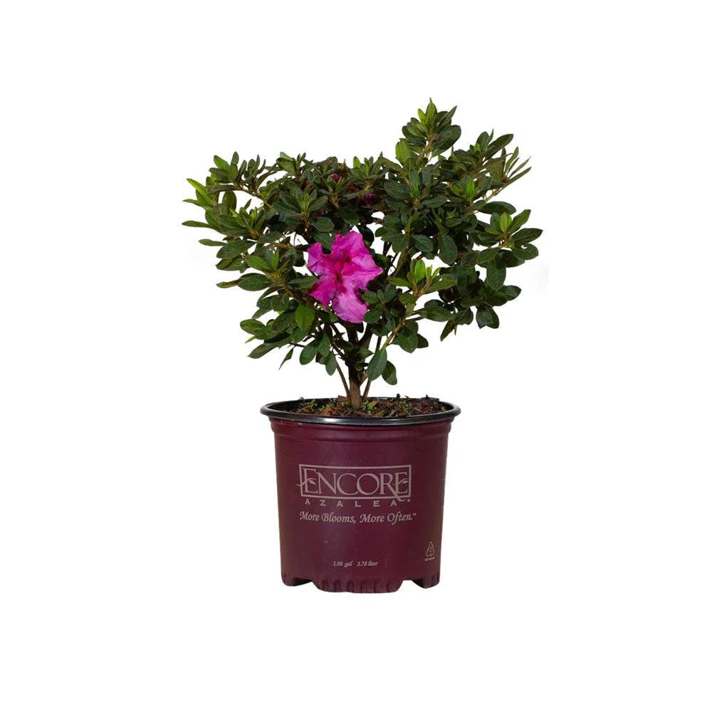 Azalea Encore Royalty PP 10580  in retail nursery stock pot ready for resale