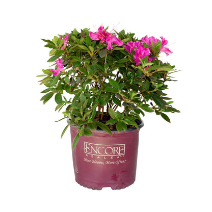 Azalea Encore Royalty PP 10580 3 gallon plant in nursery pot ready for resale