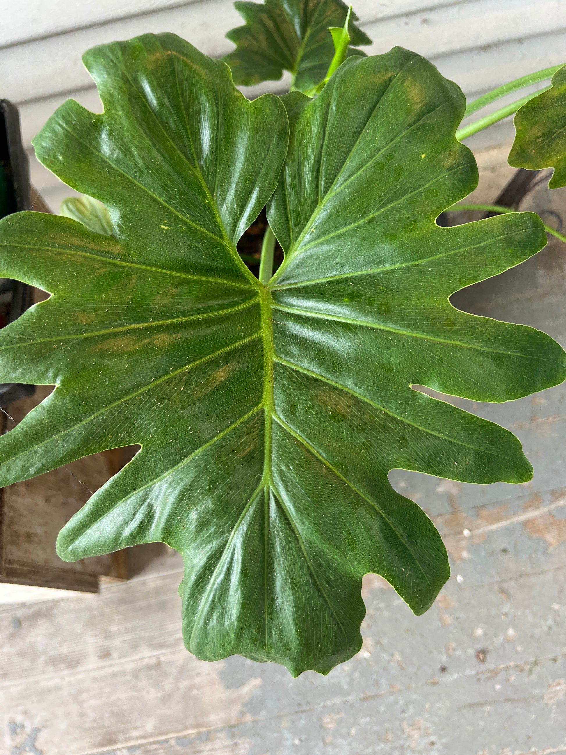 open leaf philodendron Philodendron Split Leaf