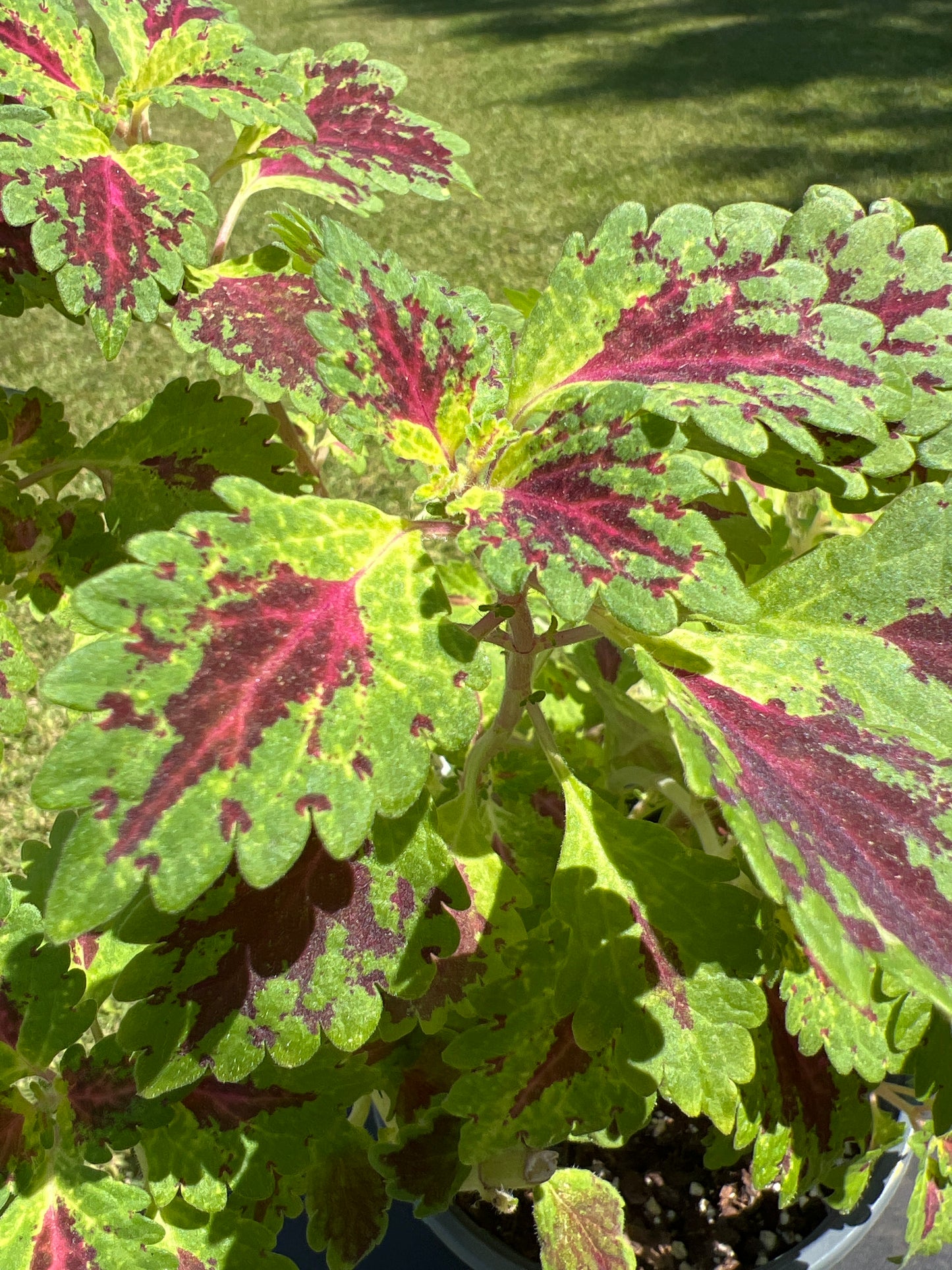 Coleus, Glory Road Trailblazer