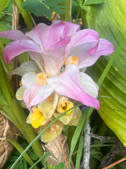 Curcuma spp.