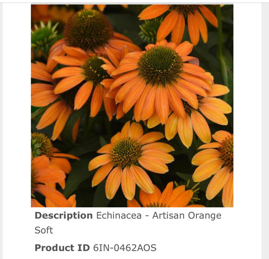 Echinacea Artisan™ Artisan Soft Orange