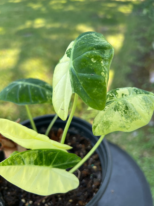 Alocasia Frydek