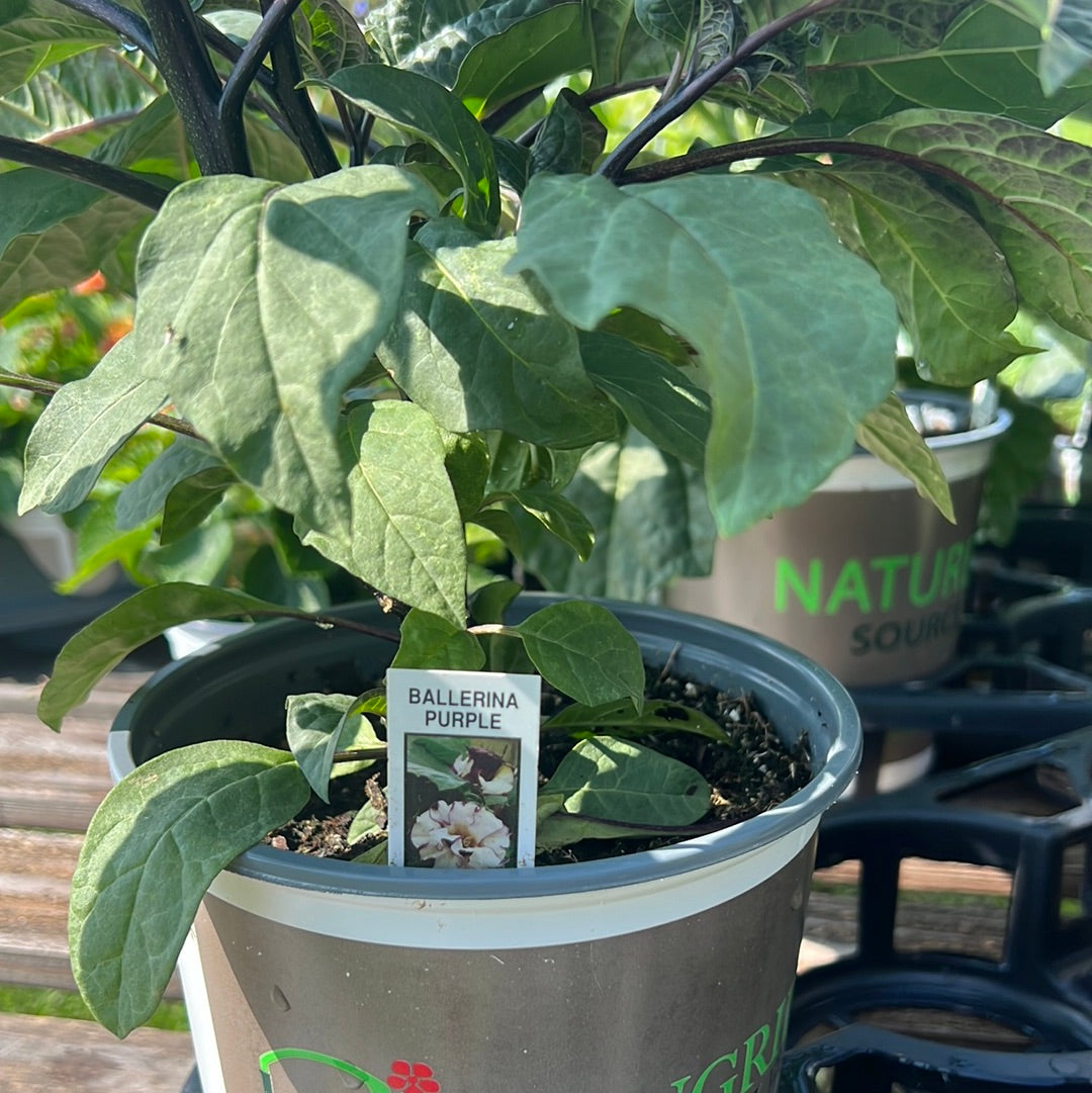 Ballerina Datura Purple Trumpet Flower in nursery pot