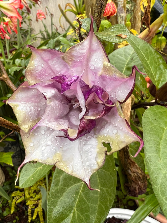 Ballerina Datura Purple Trumpet Flower close up with water droplets