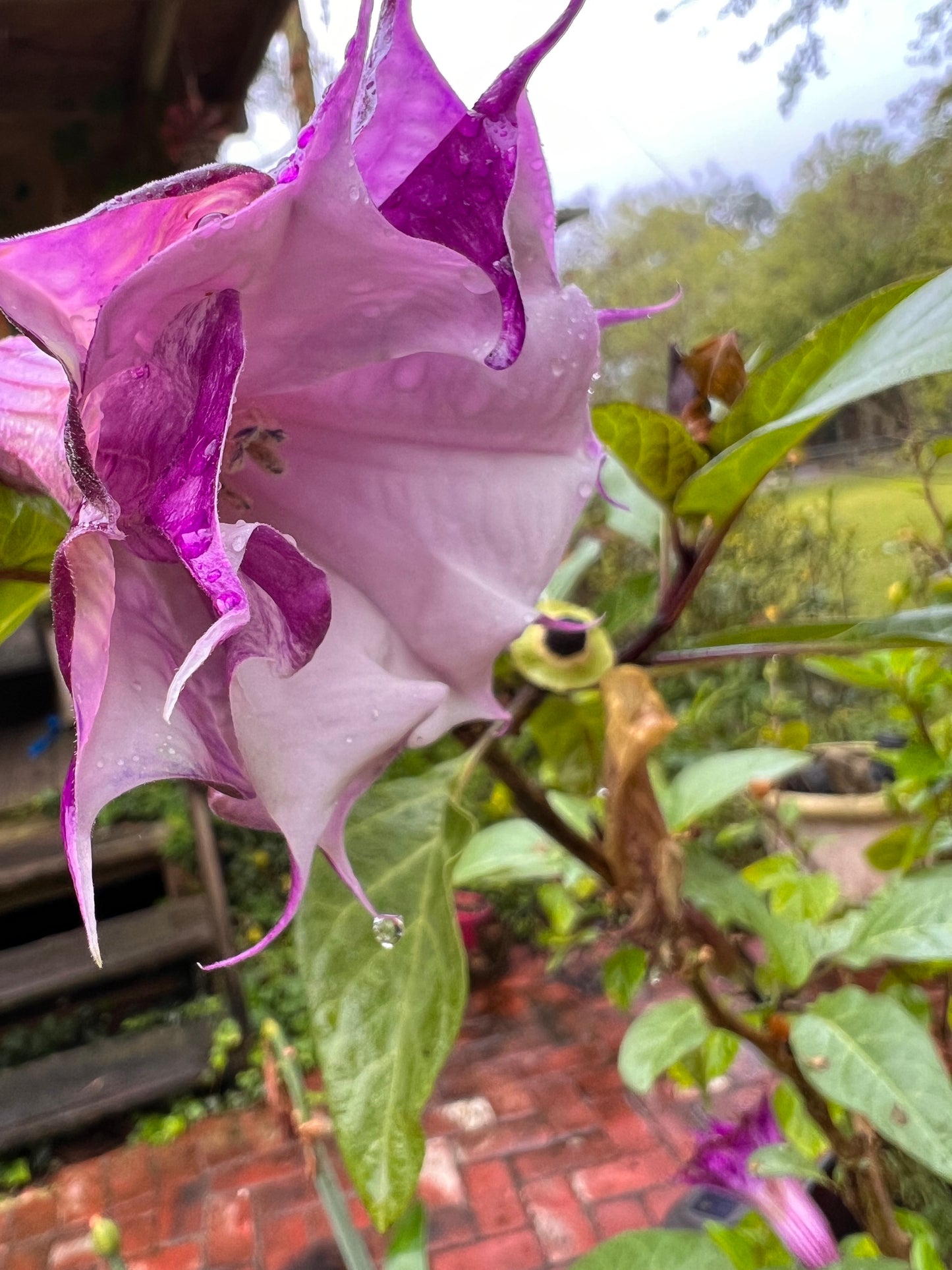 Ballerina Datura Purple Trumpet Flower