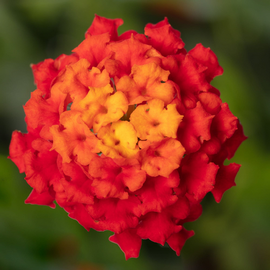Lantana Bandolista Red Chili