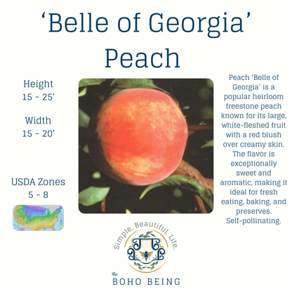 Fruit Trees - 3 Gallon Containers