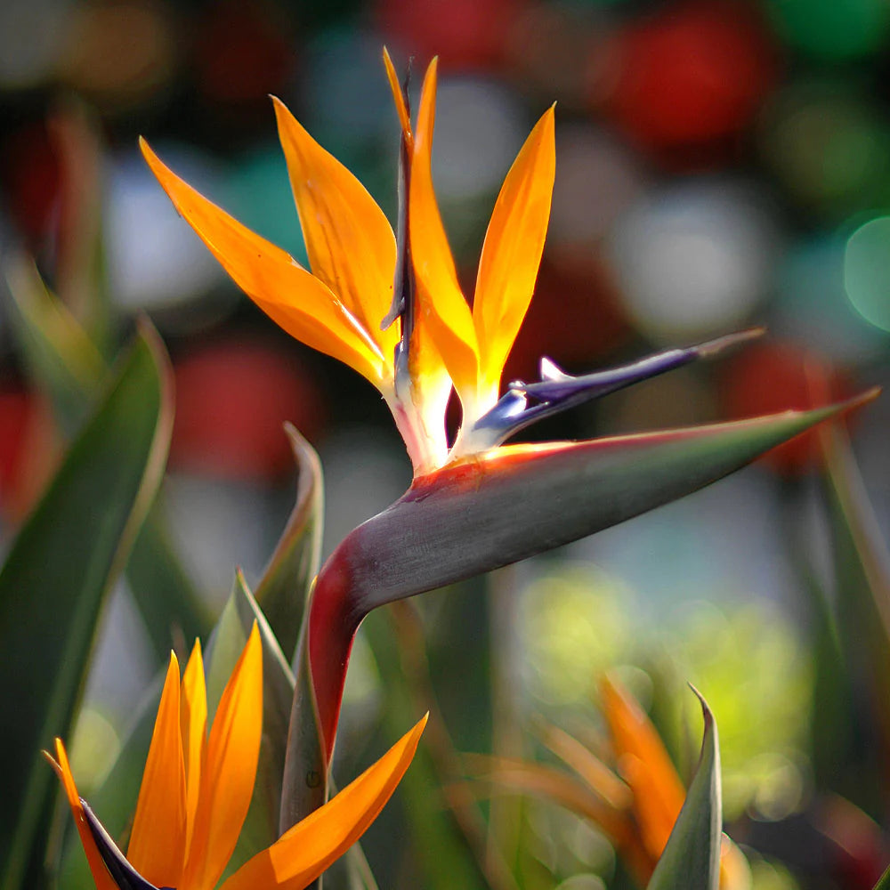 Bird of Paradise "Orange"