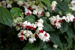 Bleeding Heart Vine White (Clerodendrum thomsoniae)
