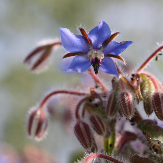 Seeds, Borage Herb