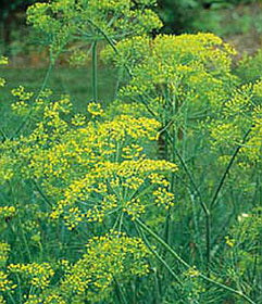 Seeds, Bouquet Dill