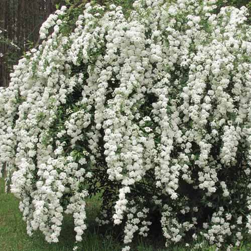 Spiraea 'Reeves Bridal Wreath'