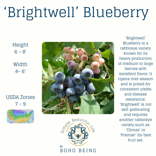Berries - 2-3 Gallon Containers