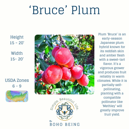 Fruit Trees - 3 Gallon Containers