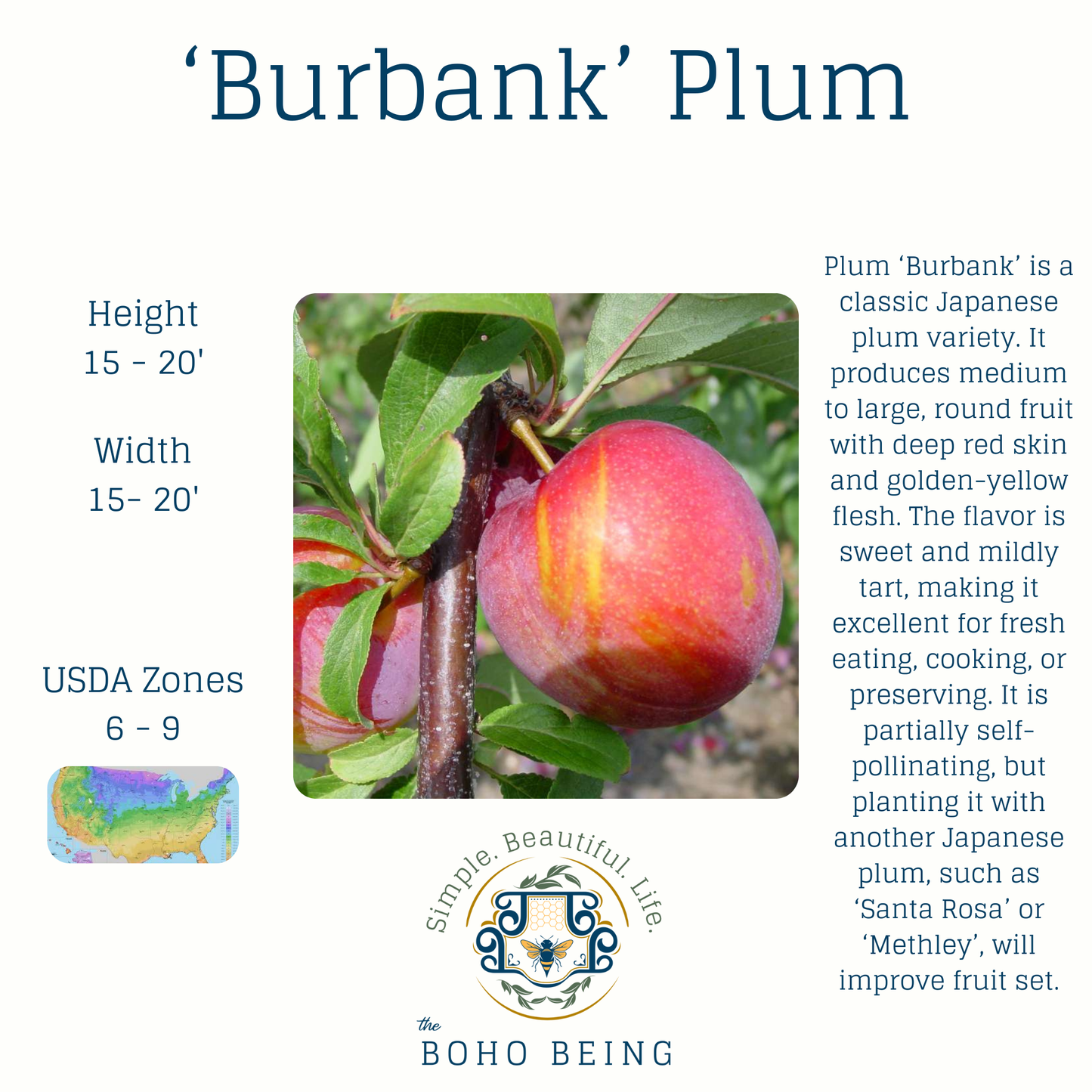 Fruit Trees - 3 Gallon Containers