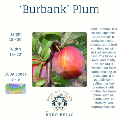 Fruit Trees - 3 Gallon Containers