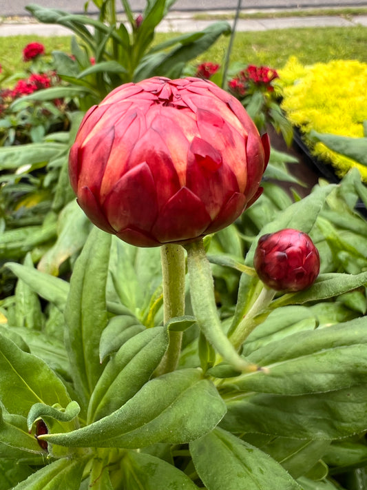 Bracteantha Granvia Crimson Sun