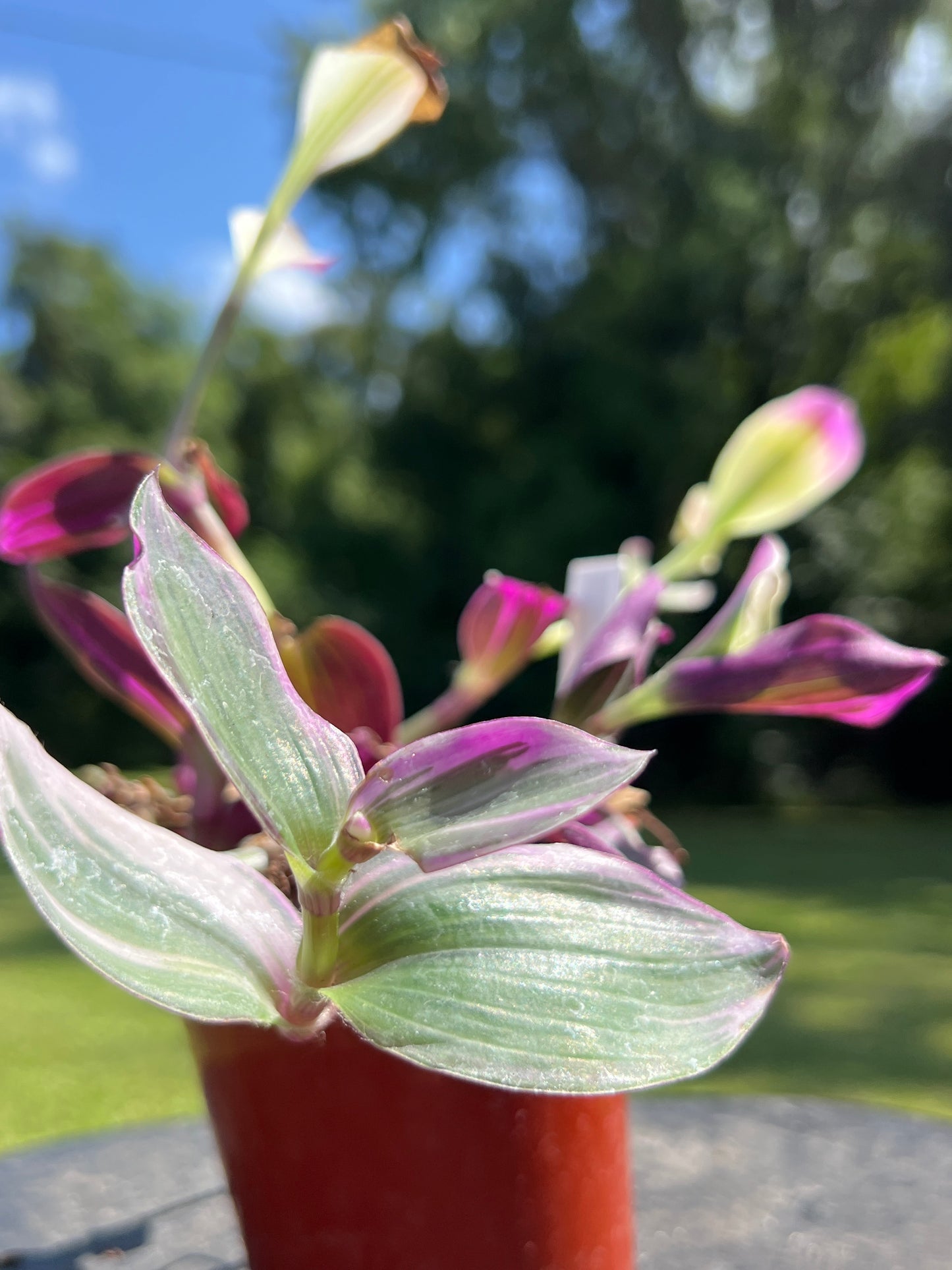 Tradescantia Pink Nanouk