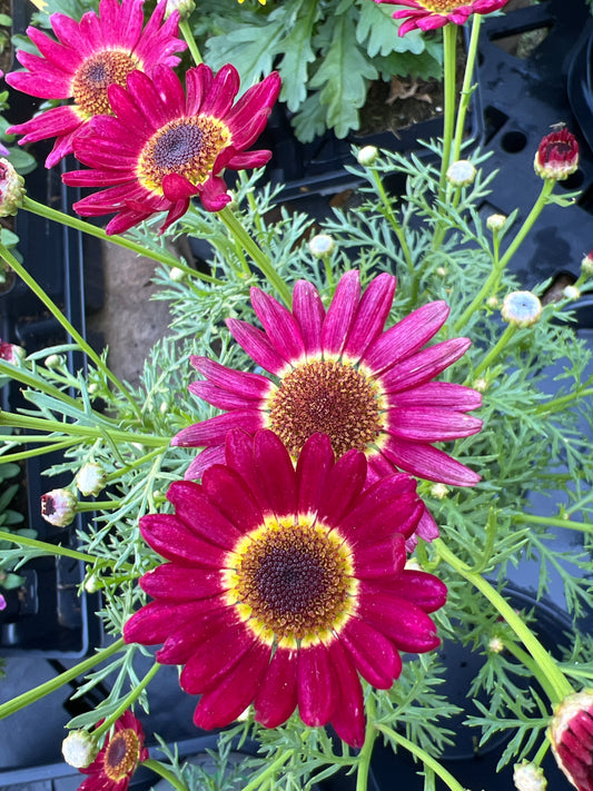 Argyranthemum Grandaisy 'Red'