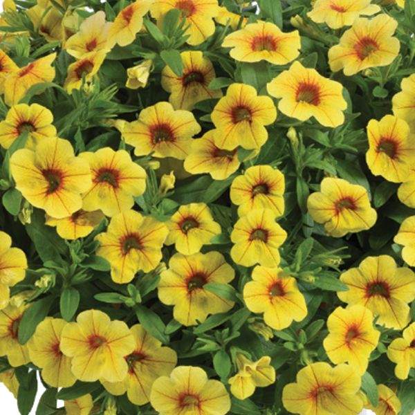 Calibrachoa Caliloco Mellow Yellow