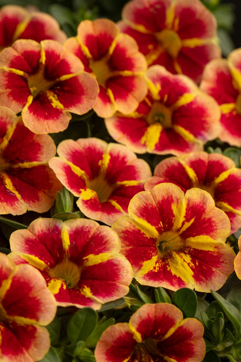 Calibrachoa Caliloco Star Orange