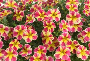 Calibrachoa Colibri Guava